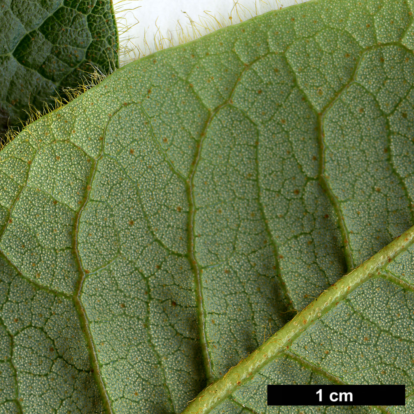 High resolution image: Family: Ericaceae - Genus: Rhododendron - Taxon: aff. valentinianum